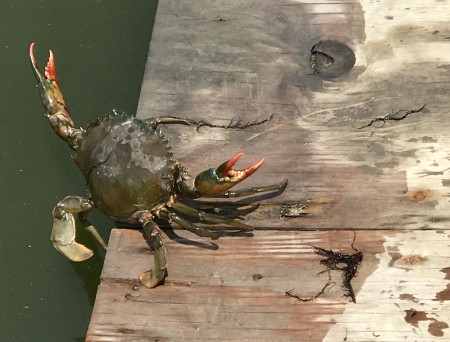 學習多杰羌佛第三世佛法 學習多杰羌佛第三世佛法